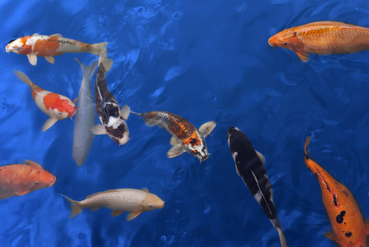 錦鯉魚