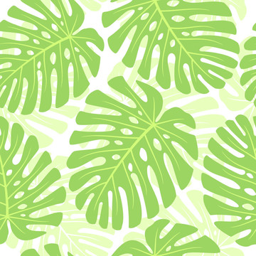 葉的熱帶植物- Monstera。無縫背景。