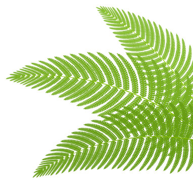 蕨類植物的綠葉。插畫(huà)。