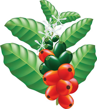咖啡樹(shù)的果實(shí)和花。插畫(huà)。