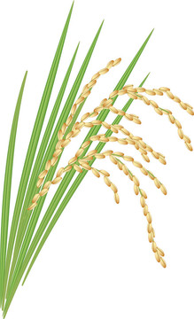 在白色背景上的稻葉Spikelet。插畫。