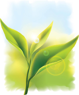 新鮮的綠茶葉子在陽光下。插畫。