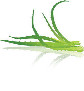 Aloe vera葉。插畫。