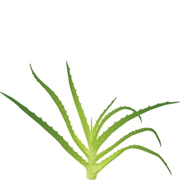 Aloe vera離開