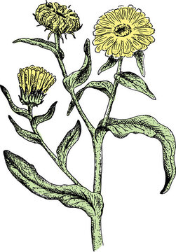 金盞花。插畫。