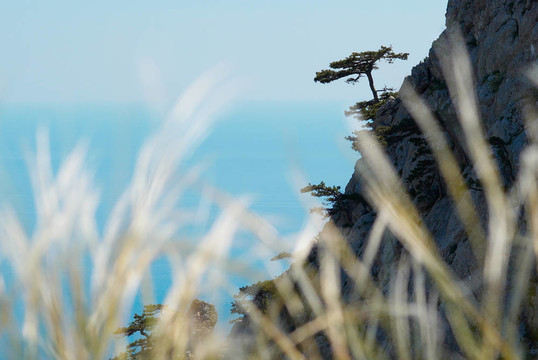 孤獨(dú)的松樹在巖石上的羽毛草前景。