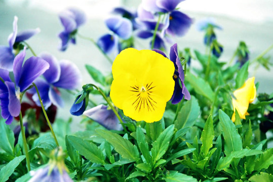 三色堇；Viola tricolor。