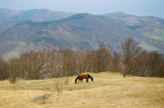 山坡上，兩匹馬。