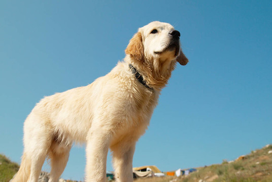 在海岸的黃金獵犬。