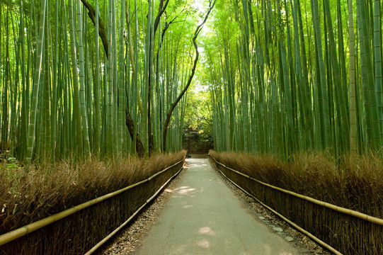 竹林