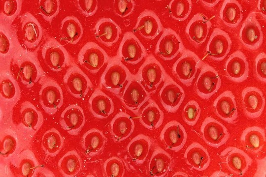 草莓離體