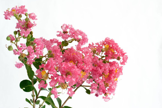 紫薇花