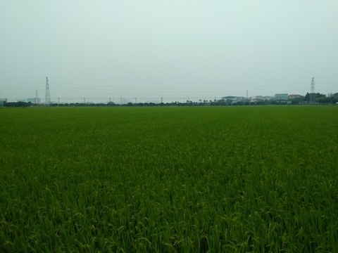 水稻田