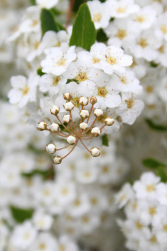 精細(xì)的白色花朵