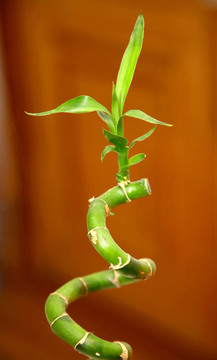 竹螺旋