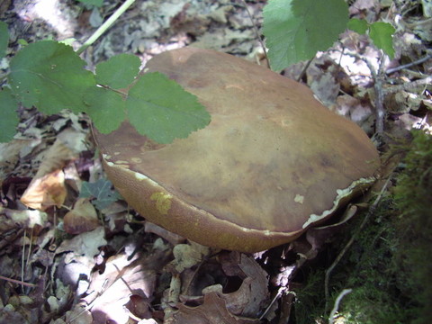 Boletus Edulis（Penny Bun）