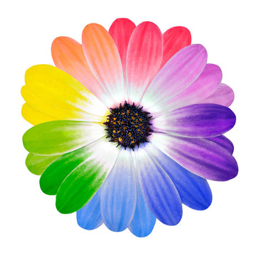 五顏六色的花瓣在雛菊花上分離