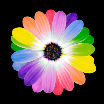 五顏六色的花瓣在雛菊花上分離