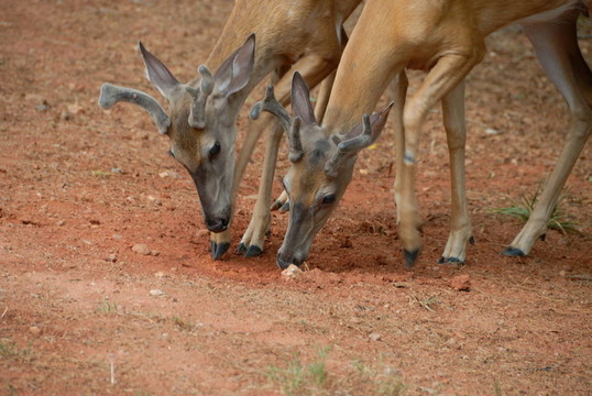 年輕的Buck Deer