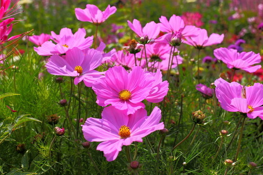 大波斯菊