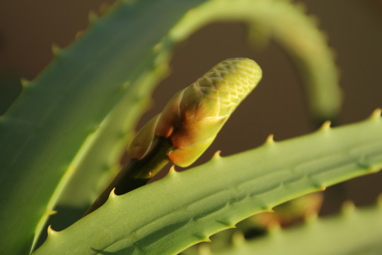 蘆薈