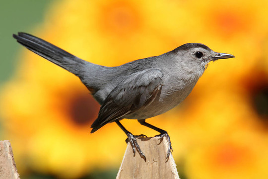 Gray Catbird（Dumetella研究）