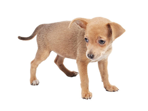 俄羅斯玩具獵犬在白色背景