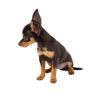 俄羅斯玩具獵犬在白色背景