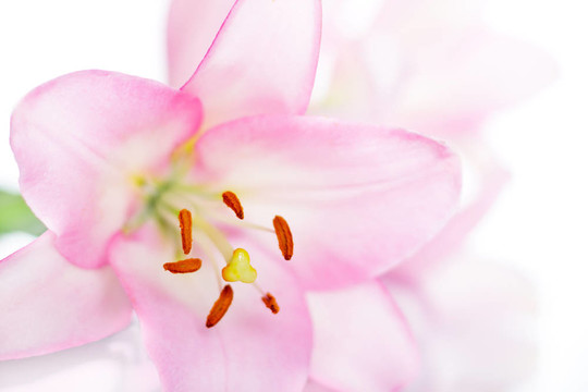 Pink Lily白上隔離