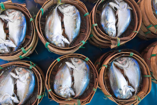 馬鮫魚