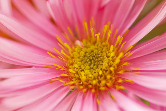 雛菊