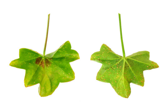 Pelargonium peltatum病葉