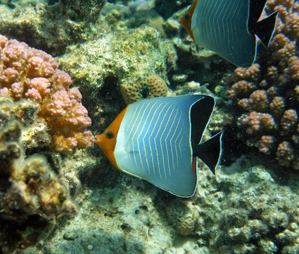 戴頭巾的蝴蝶魚