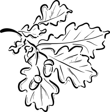 橡子