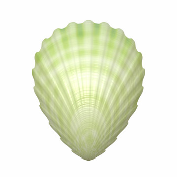 大白海貝殼