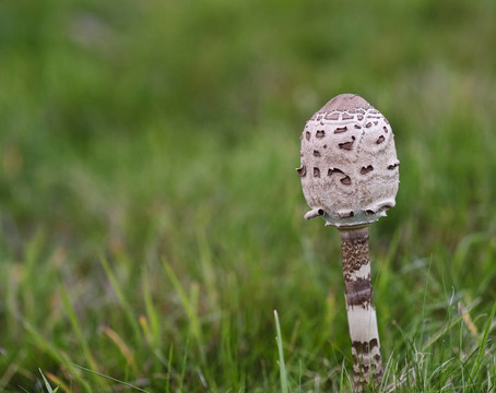 野生蘑菇傘菌完善草甸在秋天