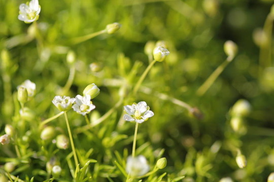 朵朵苔蘚