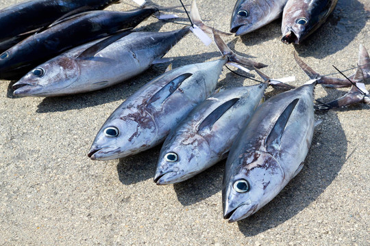 長鰭金槍魚魚鮪釣
