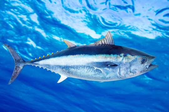 藍鰭金槍魚的咸水魚