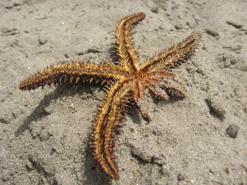 海星