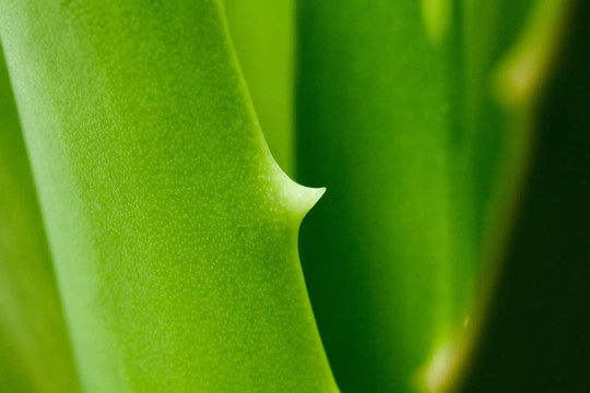 Aloe Vera葉。大特寫。照片拍攝于：9月27日；2011