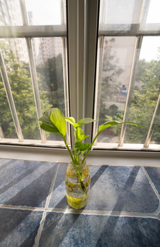 窗臺(tái)植物