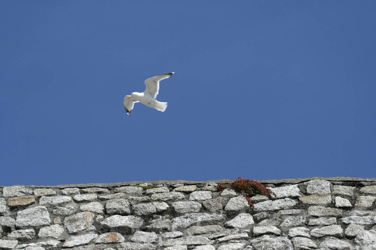 銀鷗（Larus argentatus）在波斯萊文港；康沃爾；大不列顛