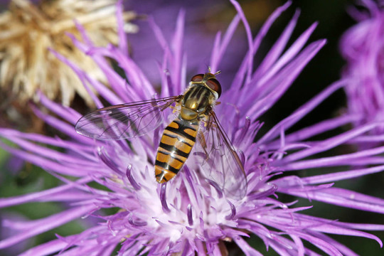 Episyrphus balteatus；Hoverfly