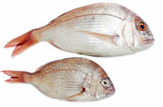 魚的白