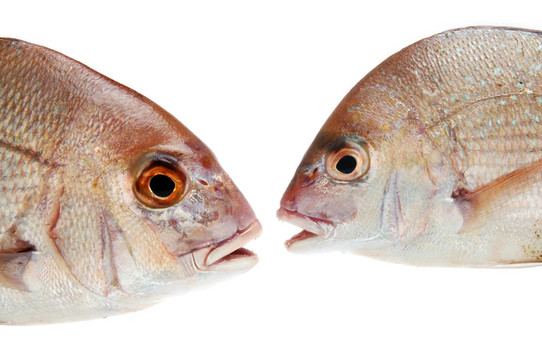 魚的白
