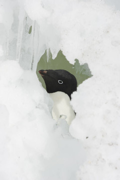 Adelie penguin看著窗外的雪的裂縫。
