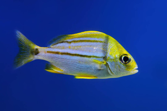 exotis魚