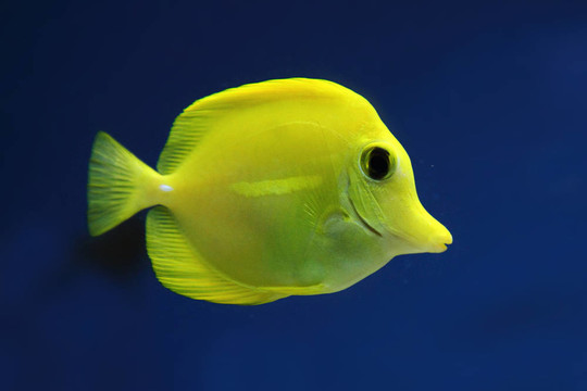 exotis魚