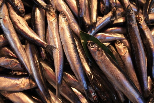 魚61